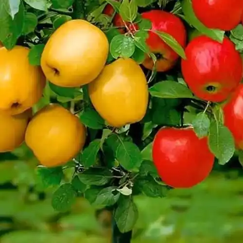 ხილის ხეების ნერსადგური პულავში