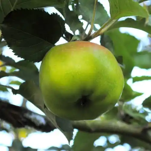 ხილის ხეების ძველი ჯიშები