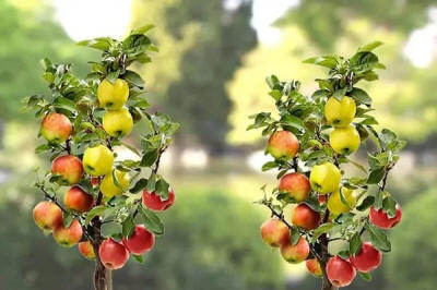 damczyk ხილის ხეები - ფერმა იზრდება პულავის ოლქის ლუბლინის რეგიონის ნაყოფიერ ნიადაგზე. მშობლები ამრავლებდნენ ვარდის ბუჩქებს, რომლებიც ადგილობრივ და უცხოელ მყიდველებს პოულობდნენ. ექსპორტი იყო რაღაც უნიკალური, რაც მიმღებებმა დააფასეს. გავაფართოვე წარმოება სხვა განყოფილებებში, რასაც წარმატებით ვაგრძელებ, ვეძებ ახალ მომხმარებლებს ისეთ ქვეყნებში, როგორიცაა: გერმანია, ჰოლანდია, გაერთიანებული სამეფო.