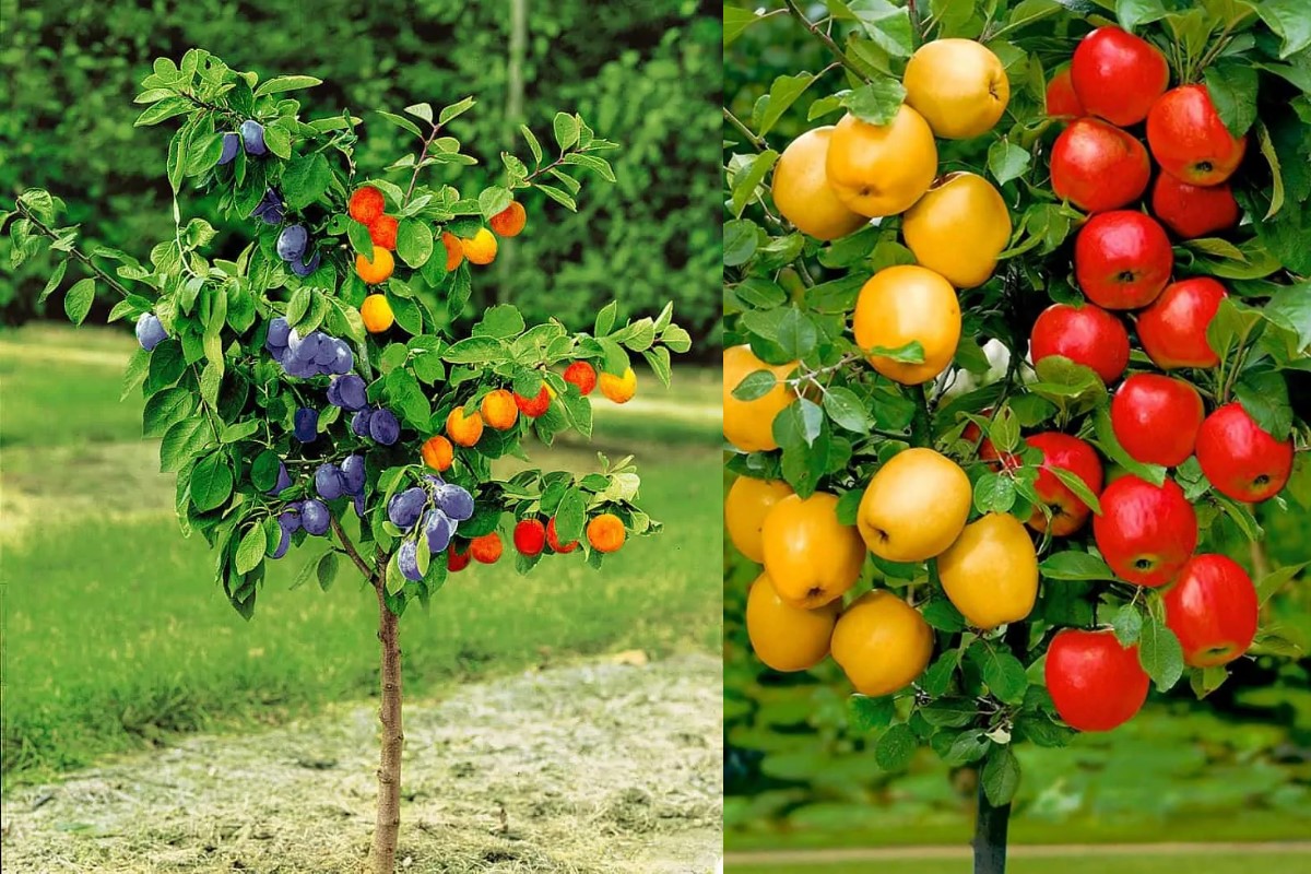 damczyk ხილის ხეები - ფერმა იზრდება პულავის ოლქის ლუბლინის რეგიონის ნაყოფიერ ნიადაგზე. მშობლები ამრავლებდნენ ვარდის ბუჩქებს, რომლებიც ადგილობრივ და უცხოელ მყიდველებს პოულობდნენ. ექსპორტი იყო რაღაც უნიკალური, რაც მიმღებებმა დააფასეს. გავაფართოვე წარმოება სხვა განყოფილებებში, რასაც წარმატებით ვაგრძელებ, ვეძებ ახალ მომხმარებლებს ისეთ ქვეყნებში, როგორიცაა: გერმანია, ჰოლანდია, გაერთიანებული სამეფო.